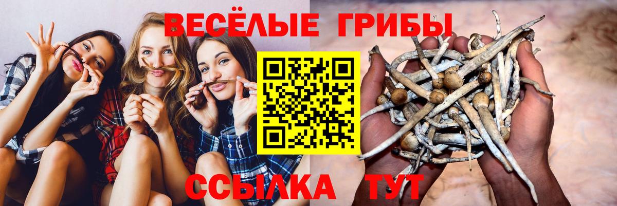 Галлюциногенные грибы Psilocybe Ижевск